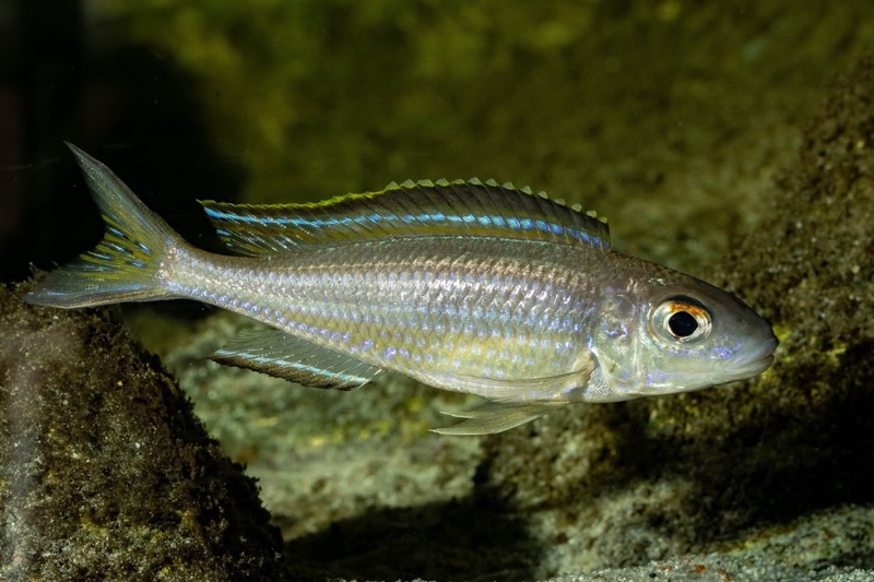 Lestradea perspicax 'Kigoma'